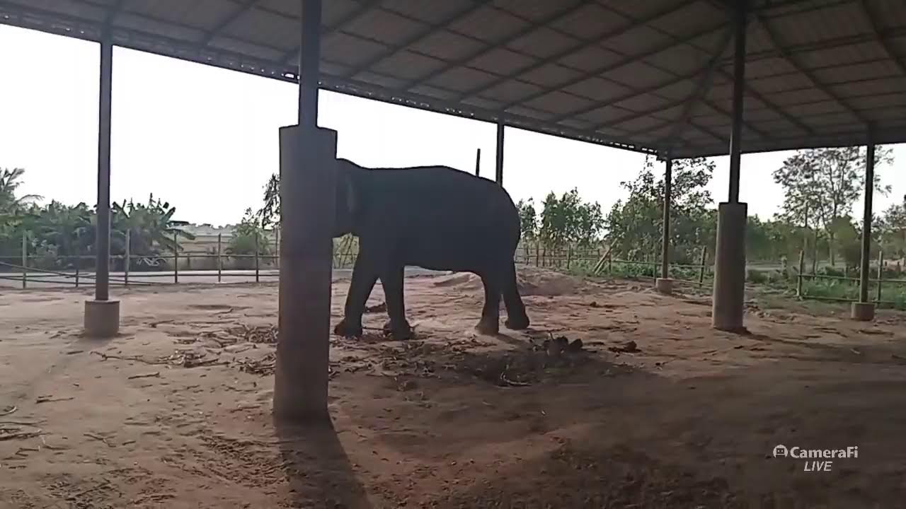 อาหารช้างราคาส่ง ส่งทุกที่🐘🌿🍉🌽🍌🎊