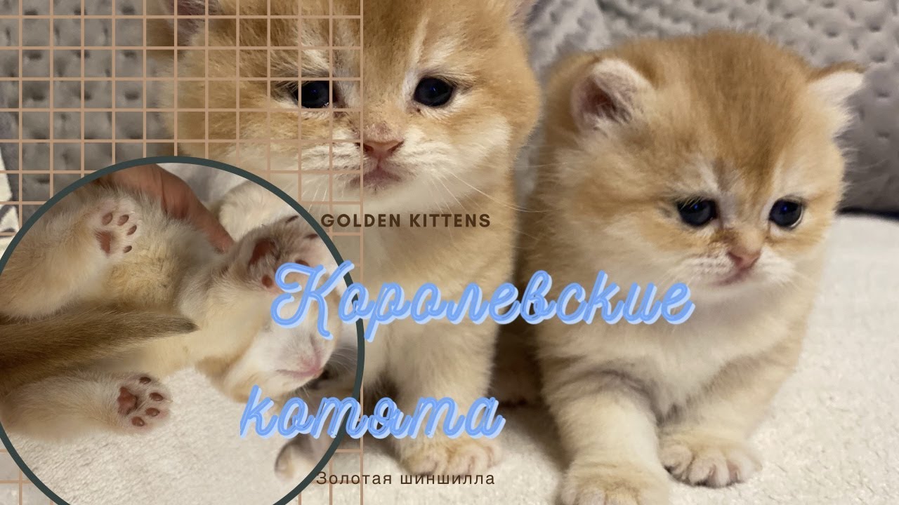 🤩КОРОЛЕВСКИЕ КОШКИ🧡ЗОЛОТАЯ ШИНШИЛЛА😻GOLDEN KITTENS🧡🧡🧡🧡