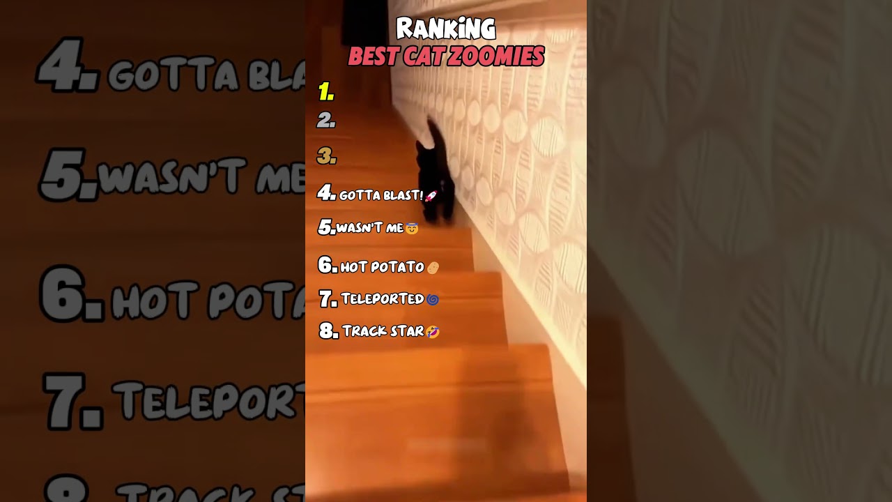 Ranking Best Cat Zoomies