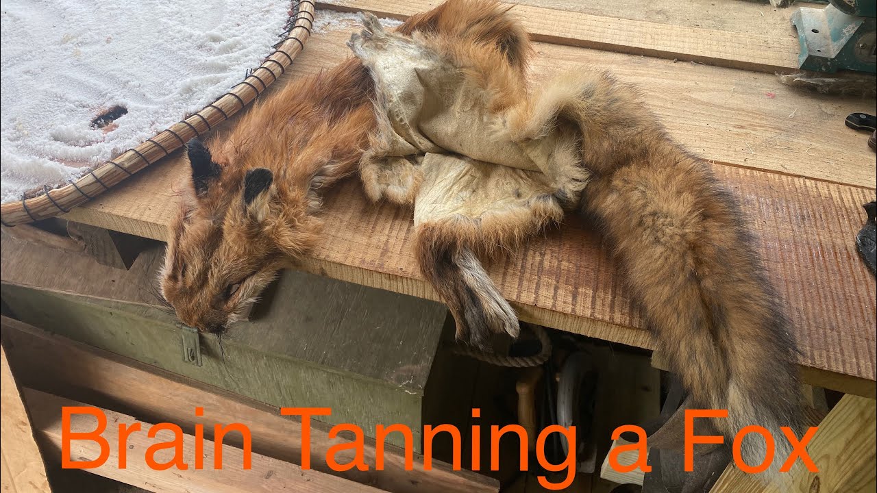 Brain Tanning a Fox