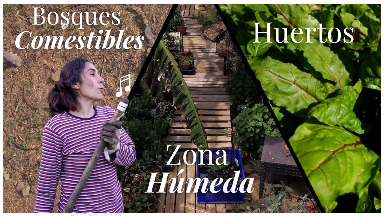 Plantas Silvestres → Microclimas →Huertos → Bosque de Alimentos