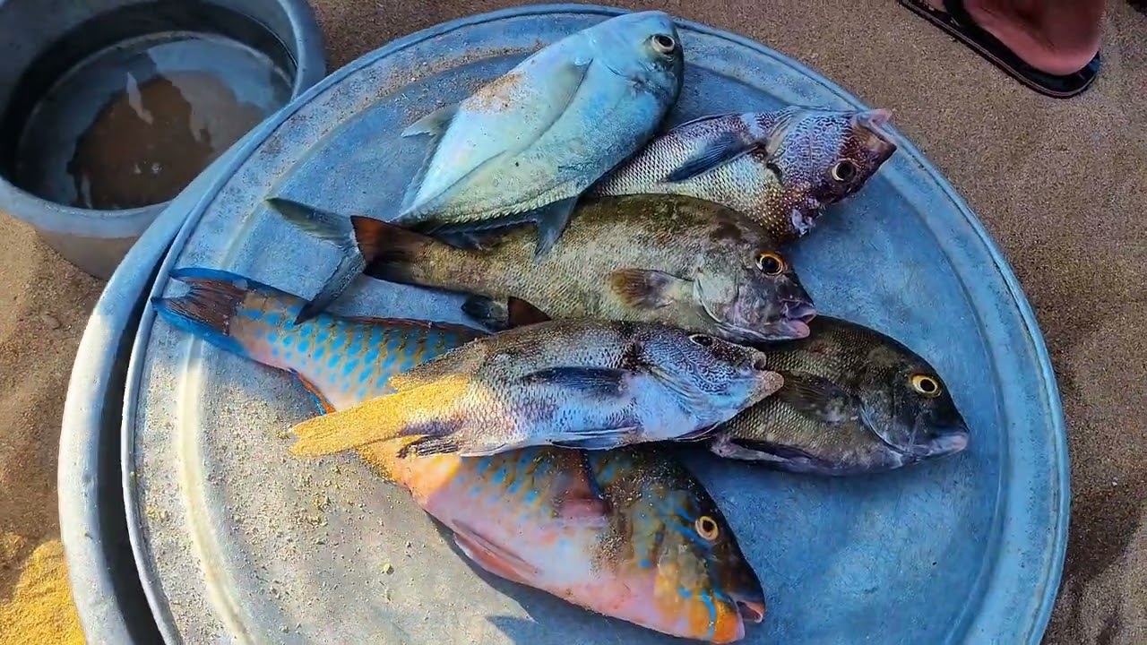 📍 “பள்ளம் துறை – ரியல் மீன் ஏலம் | Fresh Fish Auction at Pallam Thurai | Tamil Fishing Video”