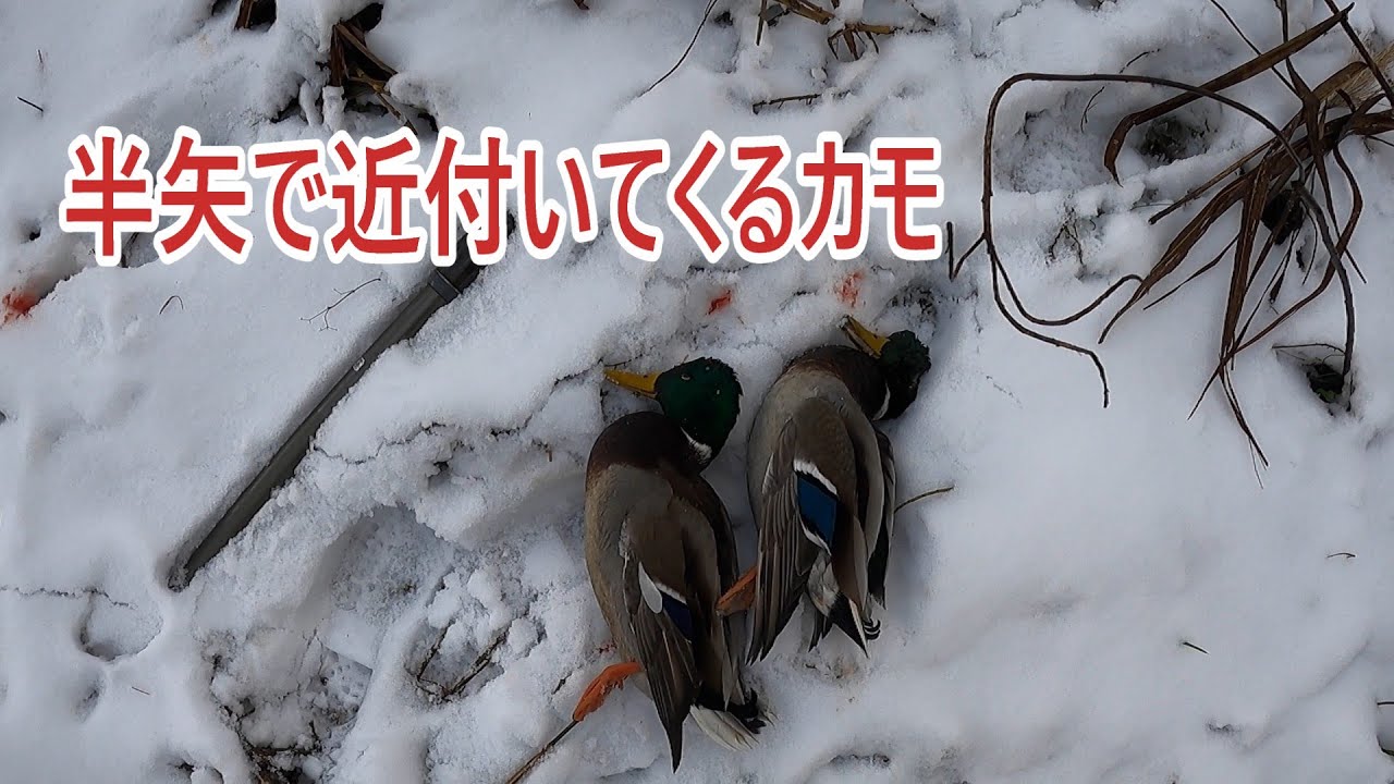 【カモ撃ち】半矢で近付いてくる！