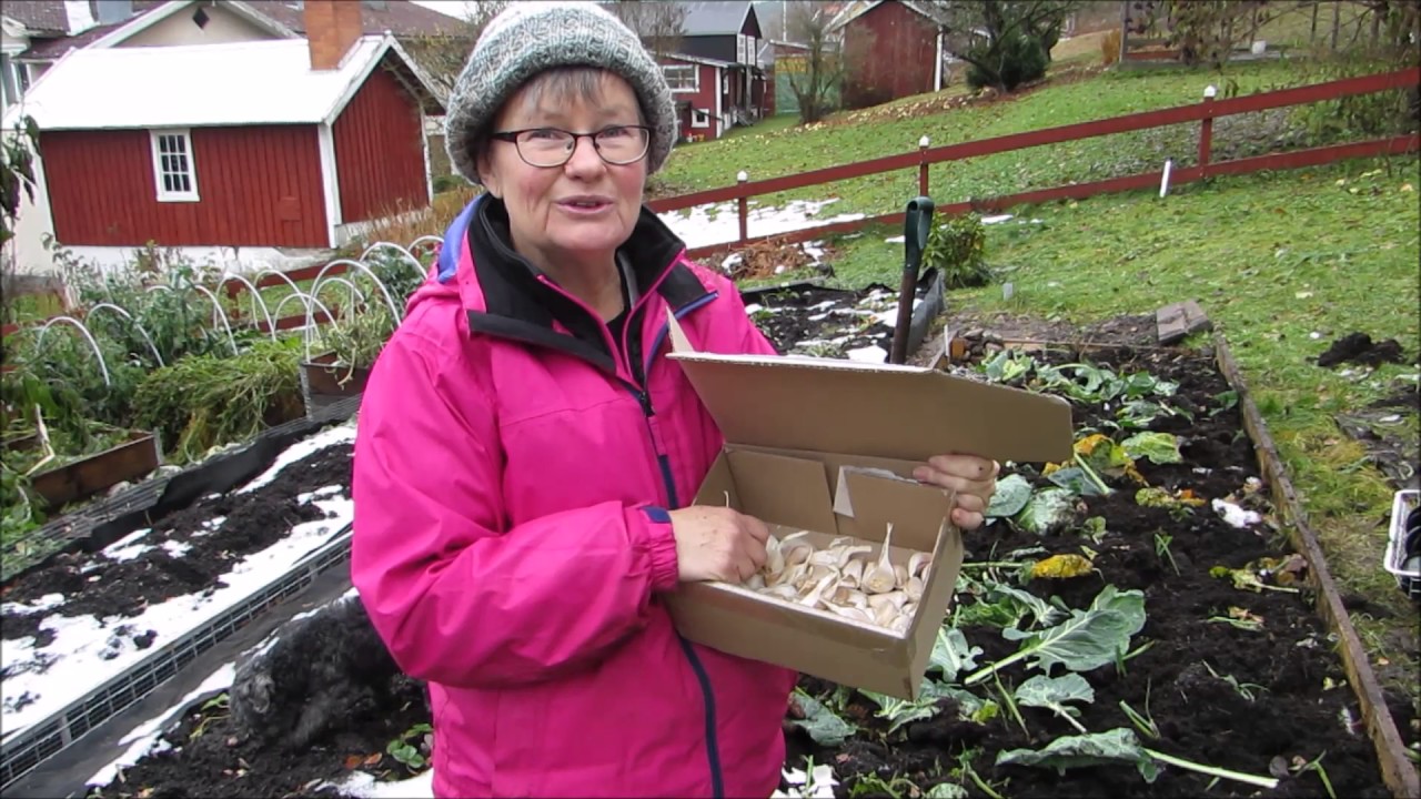 Vitlök planteras och frön sås
