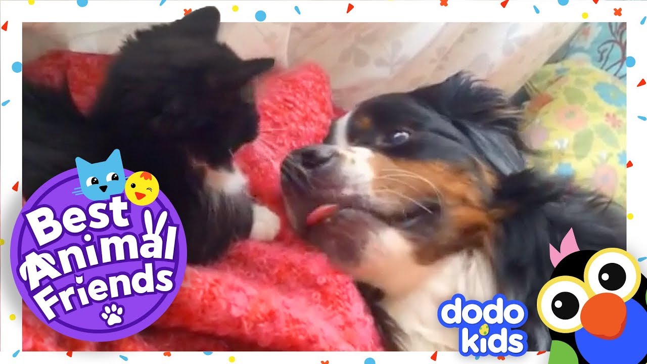 Midge The Cat Plays Ninja With Beatrix the Dog | Dodo Kids: Best Animal Friends