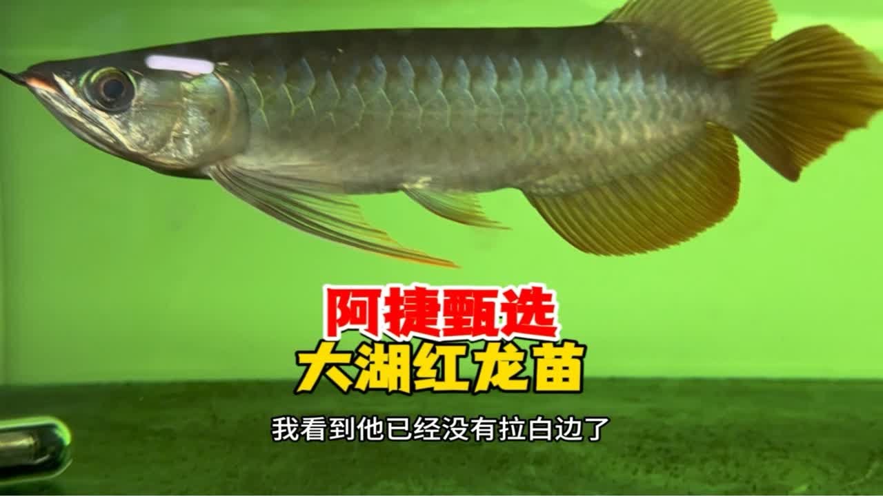 大家还记得上次阿捷选的2条小红龙吗？我们一起来看看最新的状态