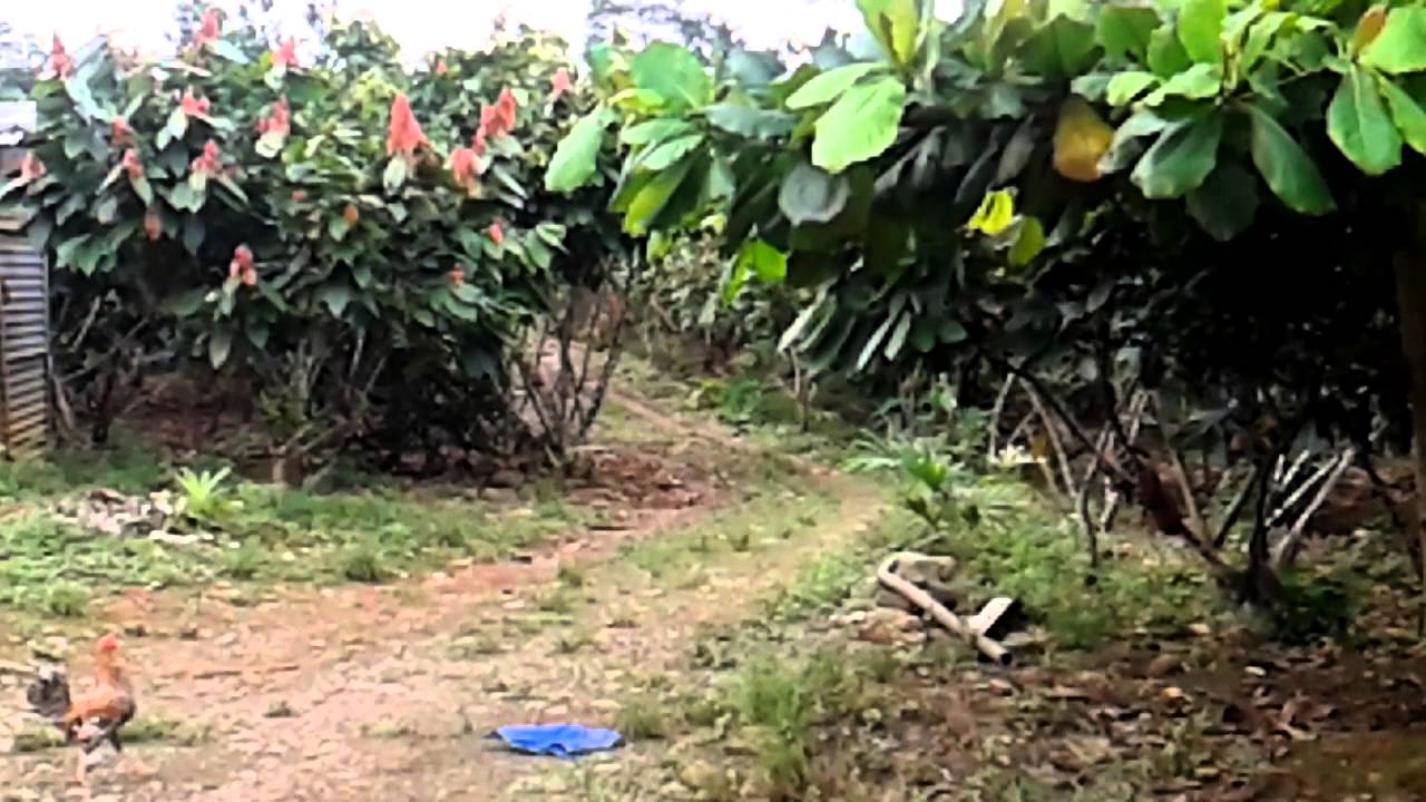 Se vende una finca en cochancay la troncal