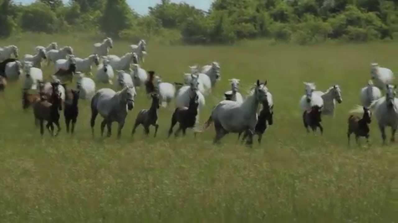 Lipicai anyakanca ménes - Szilvásvárad