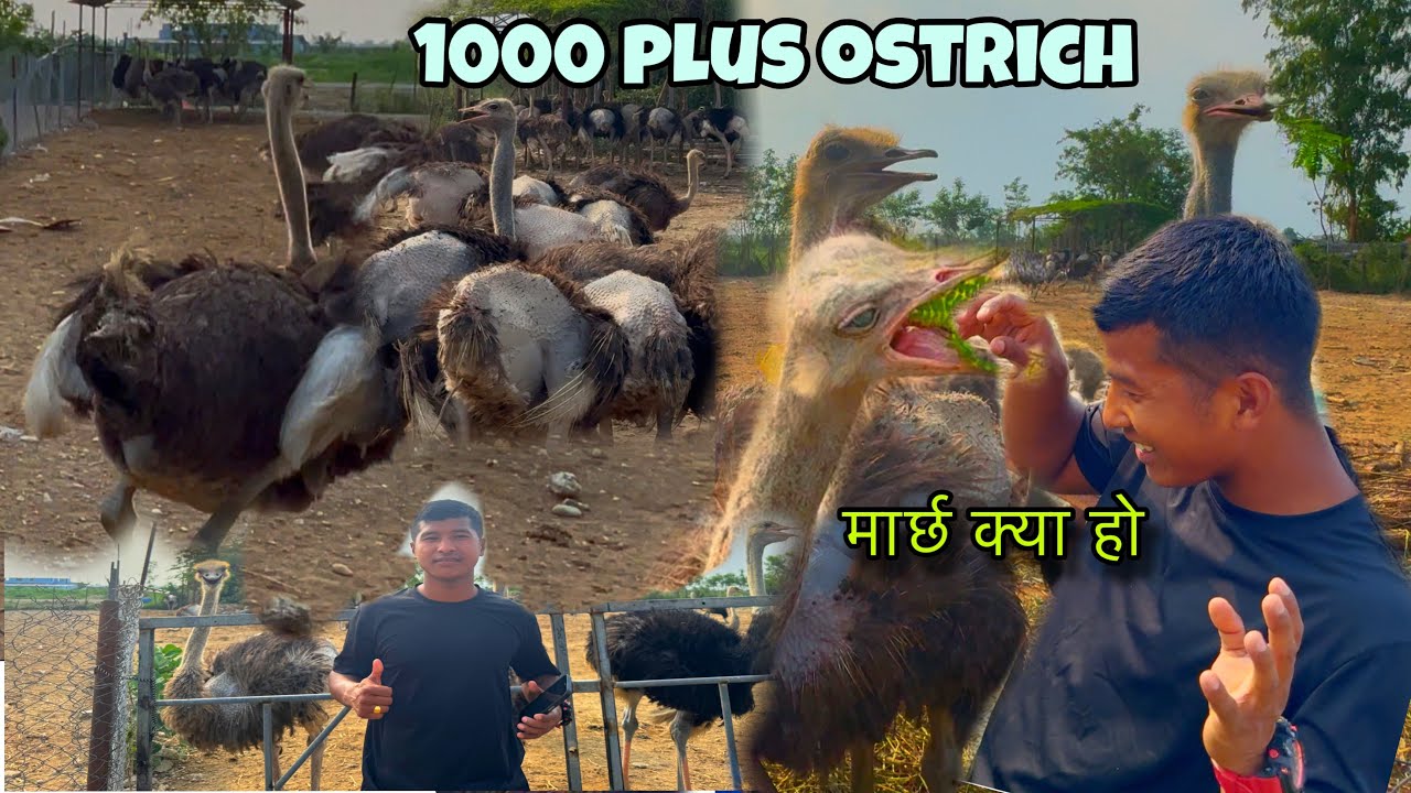 Ostrich Farm In Butwal,Nepal..biggest bird in the world...