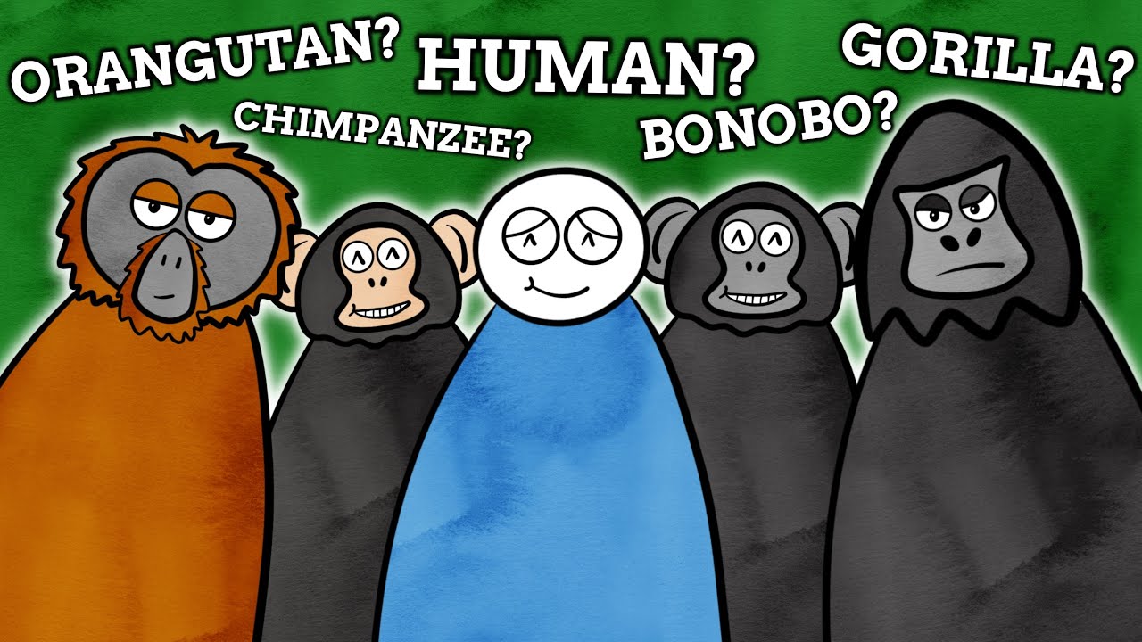 What's Up With The Great Apes' Names?