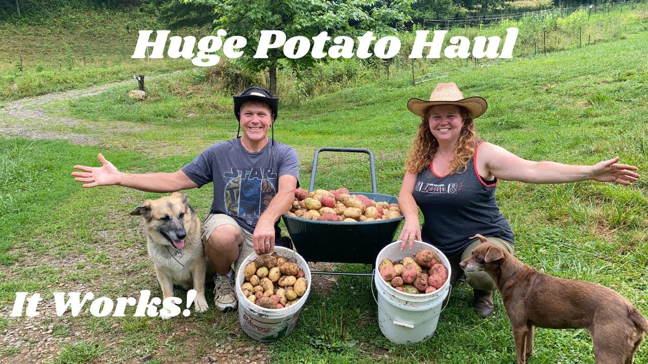 Growing Potatoes in Straw. Did It Work This Year?