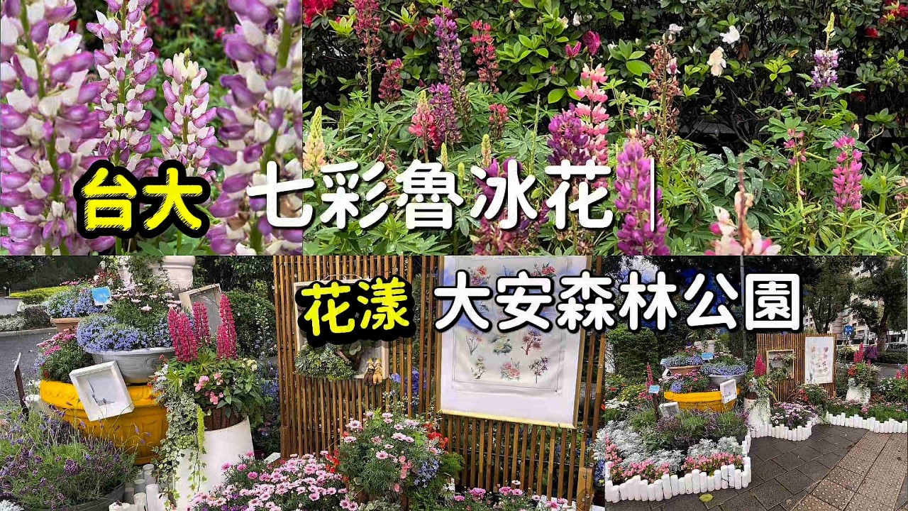 台大七彩魯冰花｜大安森林公園花漾三月｜台北市中心隨處賞花