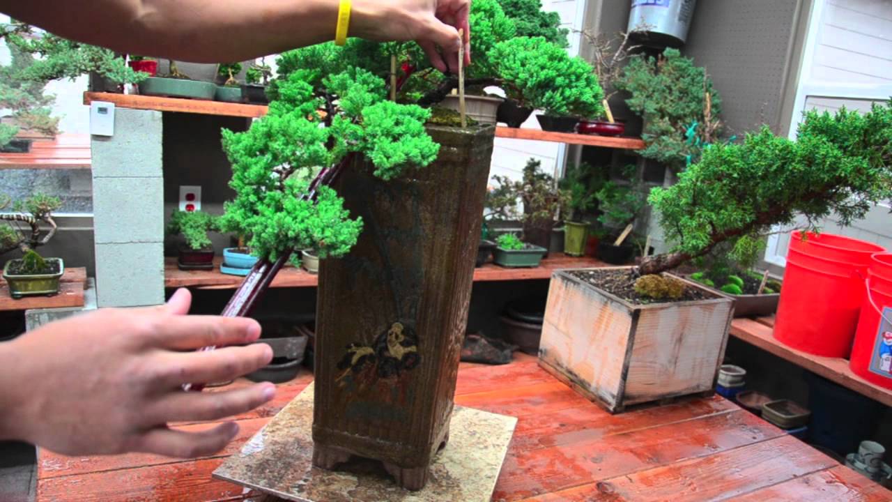 High Desert Bonsai - Early Spring updates Part 1