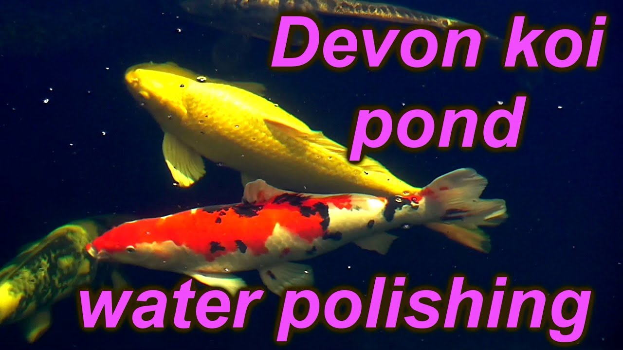 Diy Koi pond and pondwater polishing the best clear pond water you can get to show your fish off