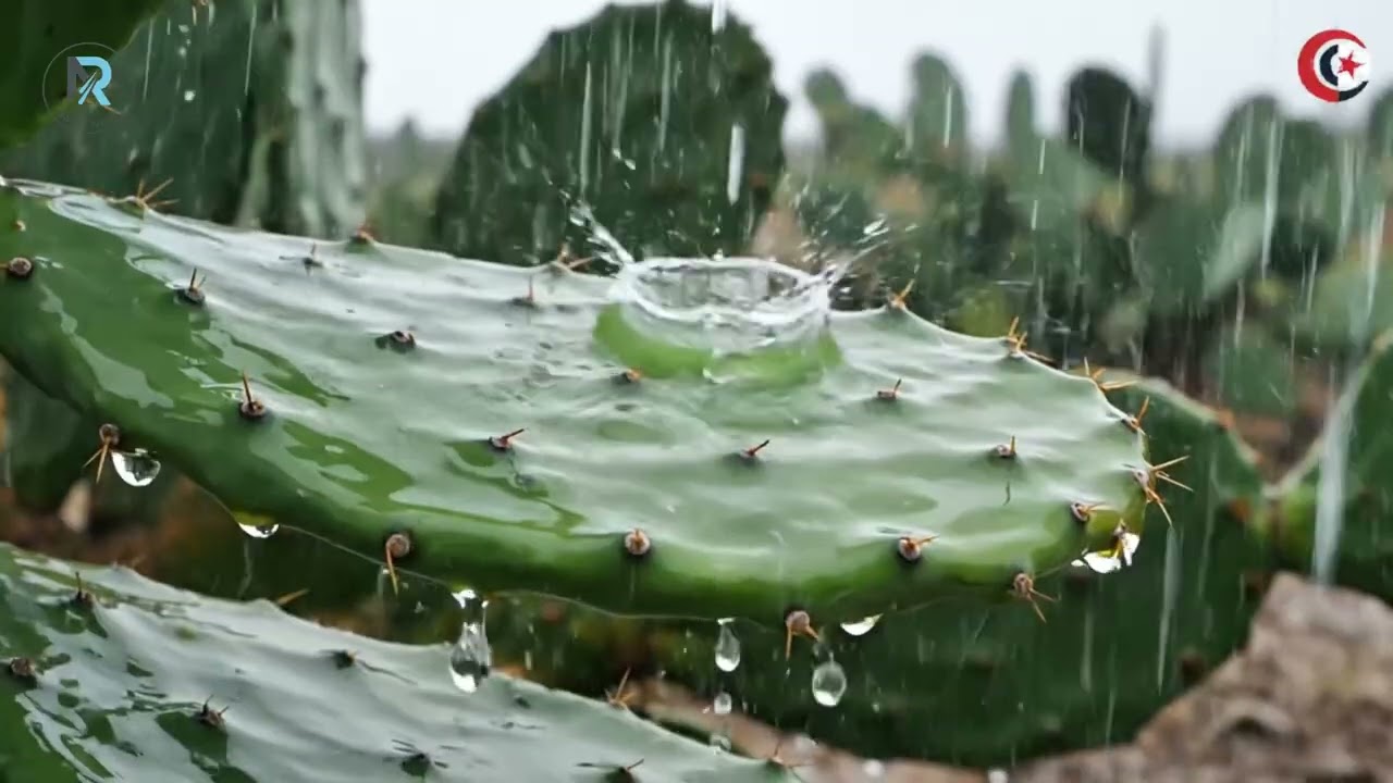 30-Minute Healing Rain Shower | Soft Background Music for Yoga & Calm| Rainy Nook