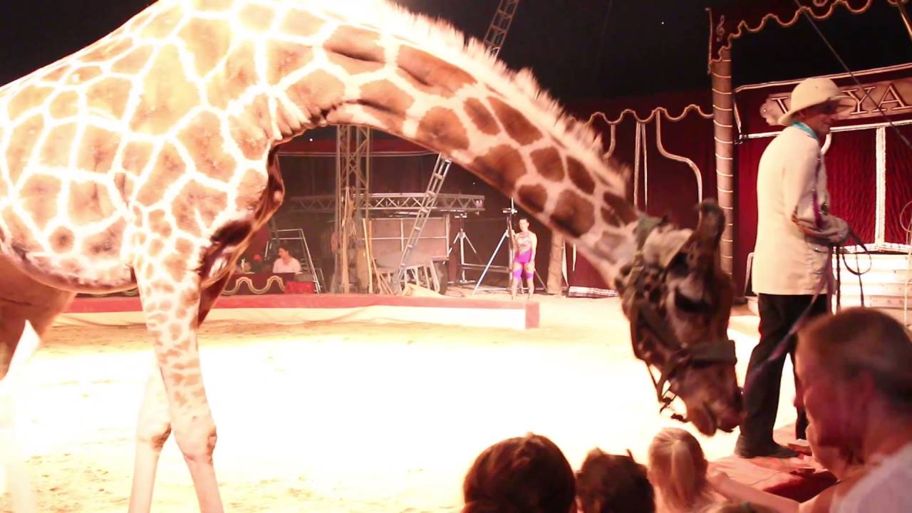 Circus Voyage Programm 2016