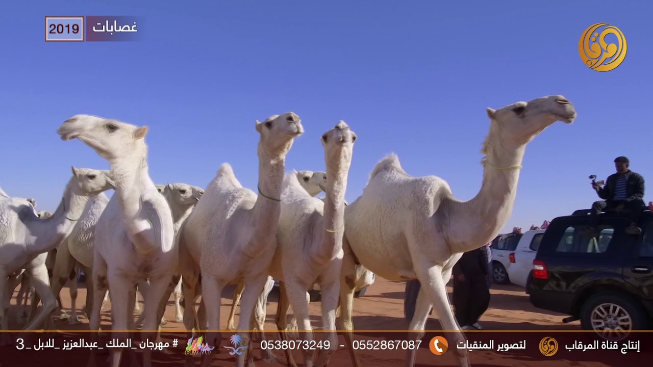 منقية || غصابات لمالكها شباب بن سلطان الموركي البقمي 2019