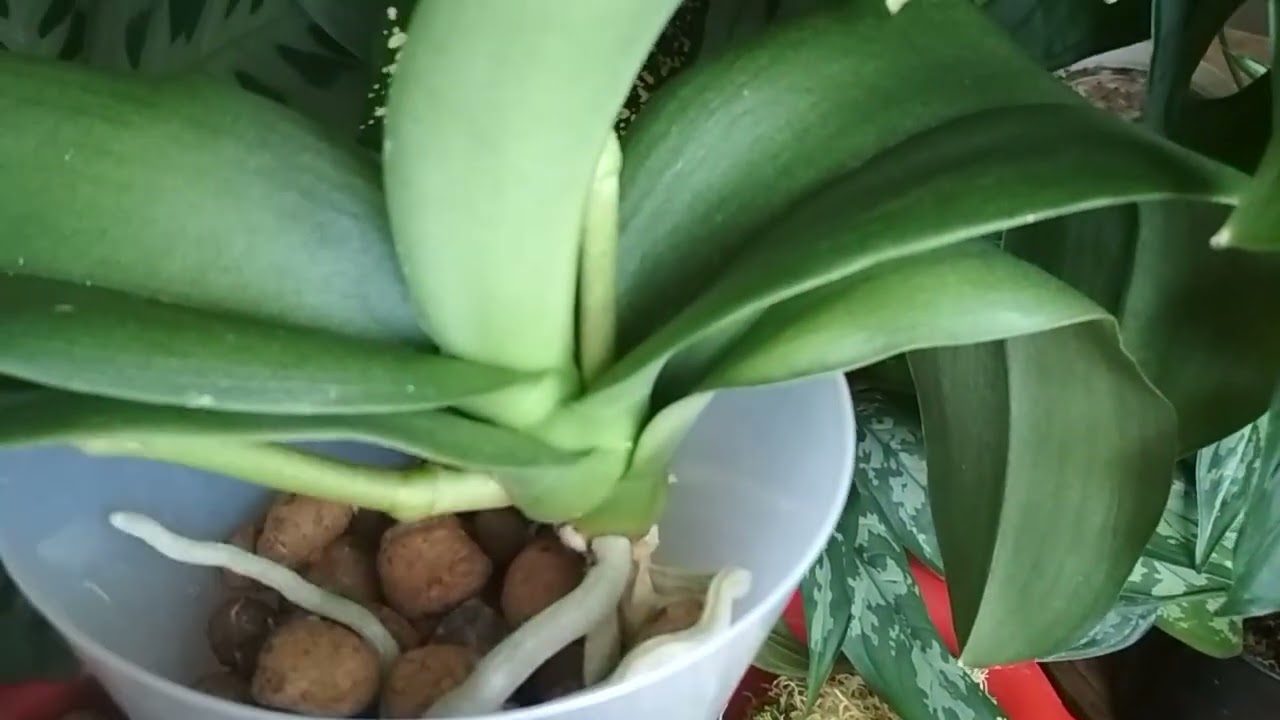 Орхидея сбросила все корни,🌱🌻 постараюсь вернуть её в строй✂️🌷 