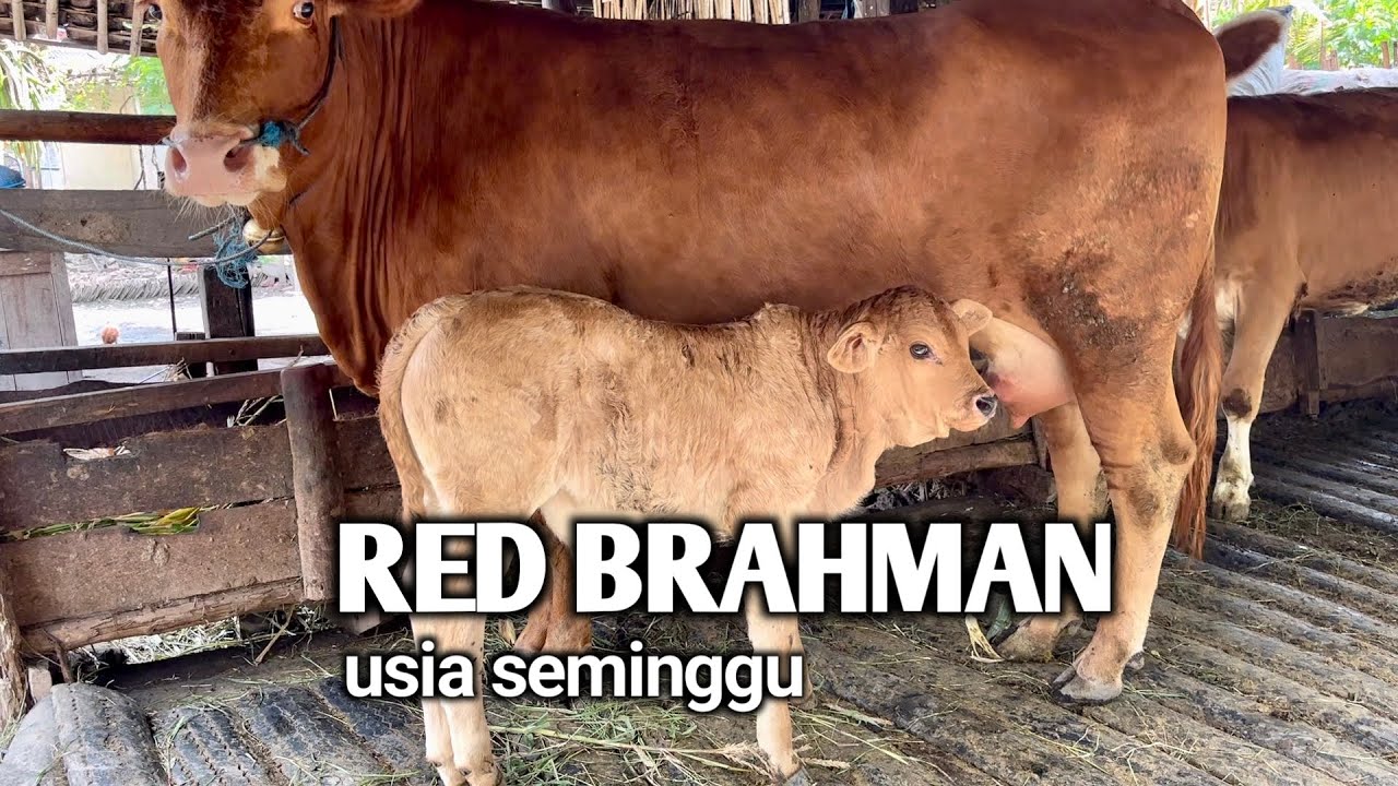 RED BRAHMAN JANTAN (IB RED BRAHMAN)