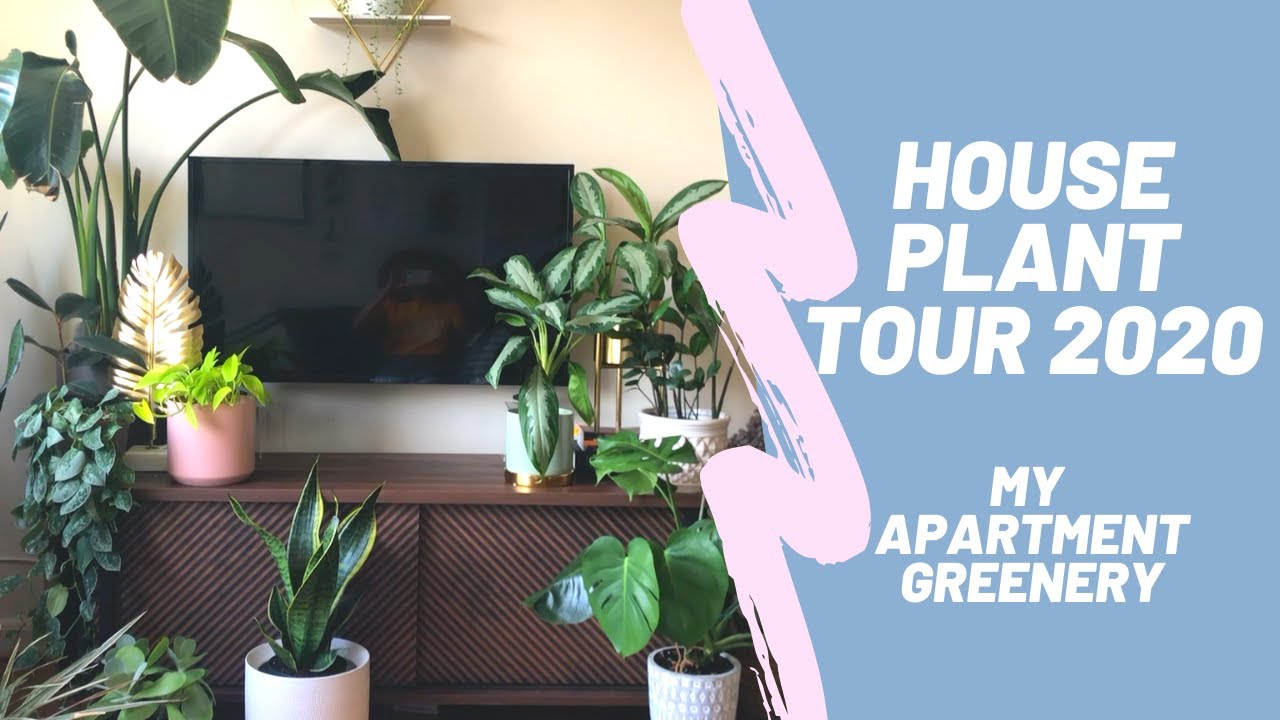 HOUSEPLANT TOUR 2020 | A Glimpse of My Apartment Greenery