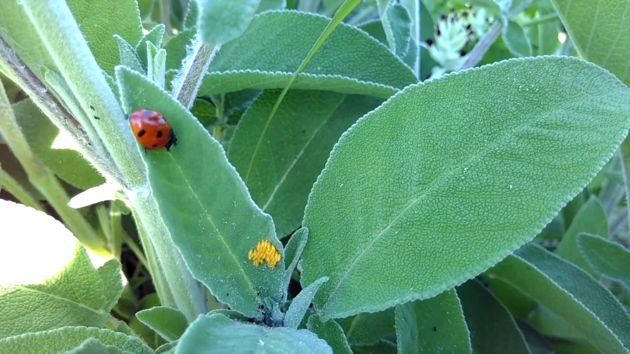 La coccinelle à sept points - Faune sauvage du jardin