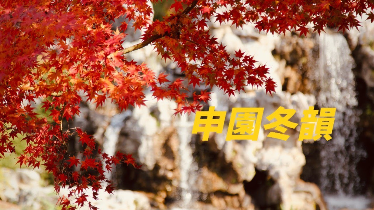 新江南園林冬韻  上海申園赏枫 #旅行 #travel #shanghai