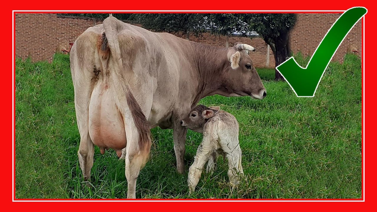 🏆 Ganado Suizo Europeo de Registro 🌈 RANCHO LA ALONDRA MX 6