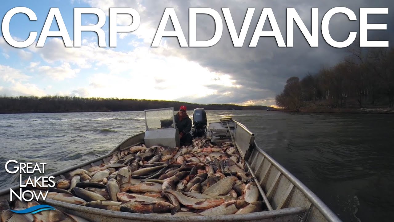 Carp Advance | Great Lakes Now
