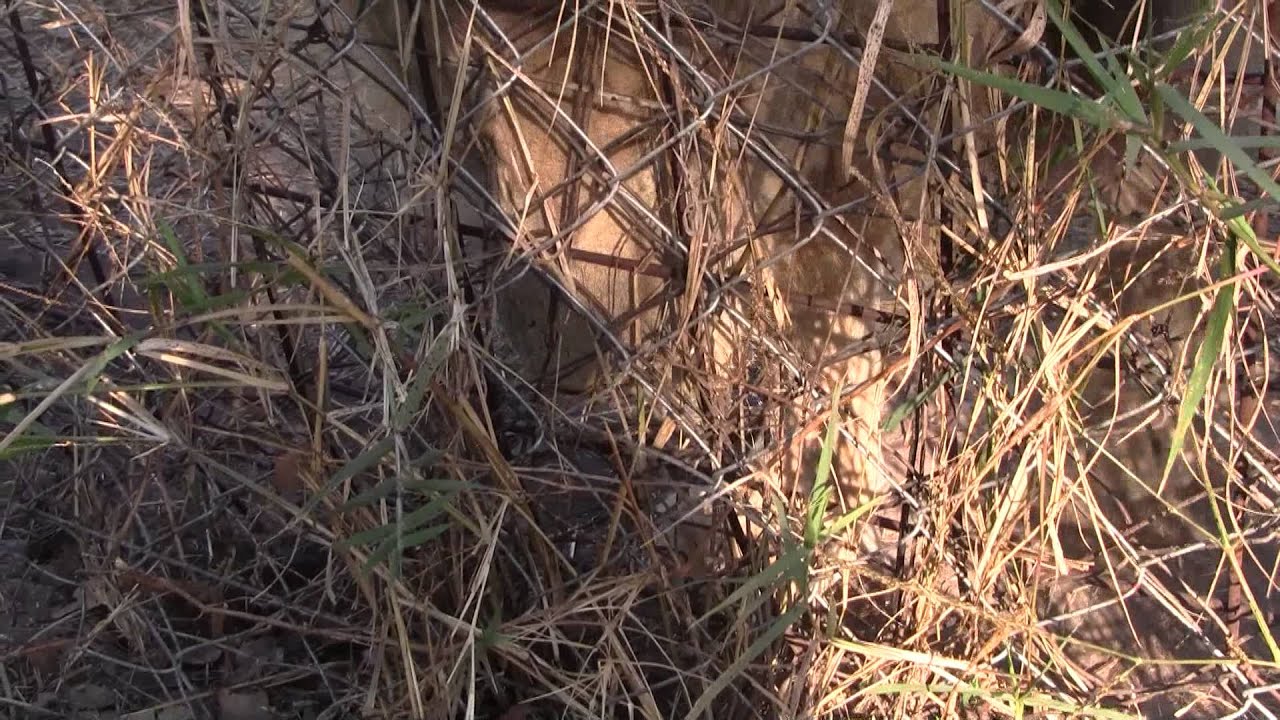 Up close and personal with a lion
