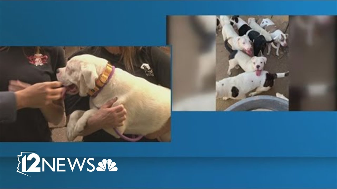 18 dogs rescued and almost ready for adoption at Heidi's Village