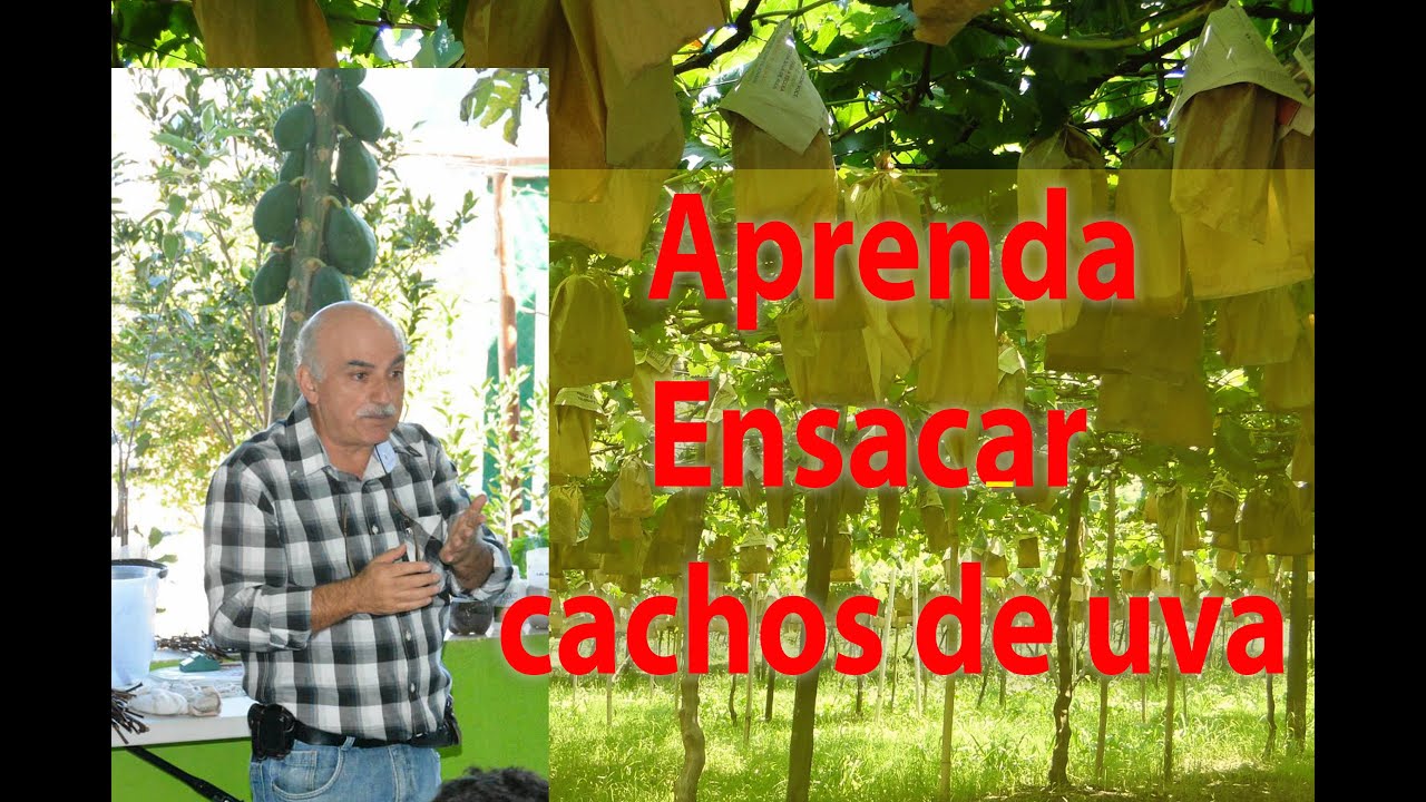 NÃO PERCA CACHOS DE UVA NA PARREIRA