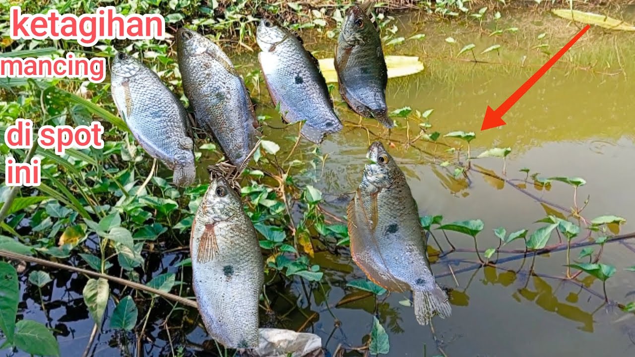 Mancing ikan sepat di spot kangkung #mancing