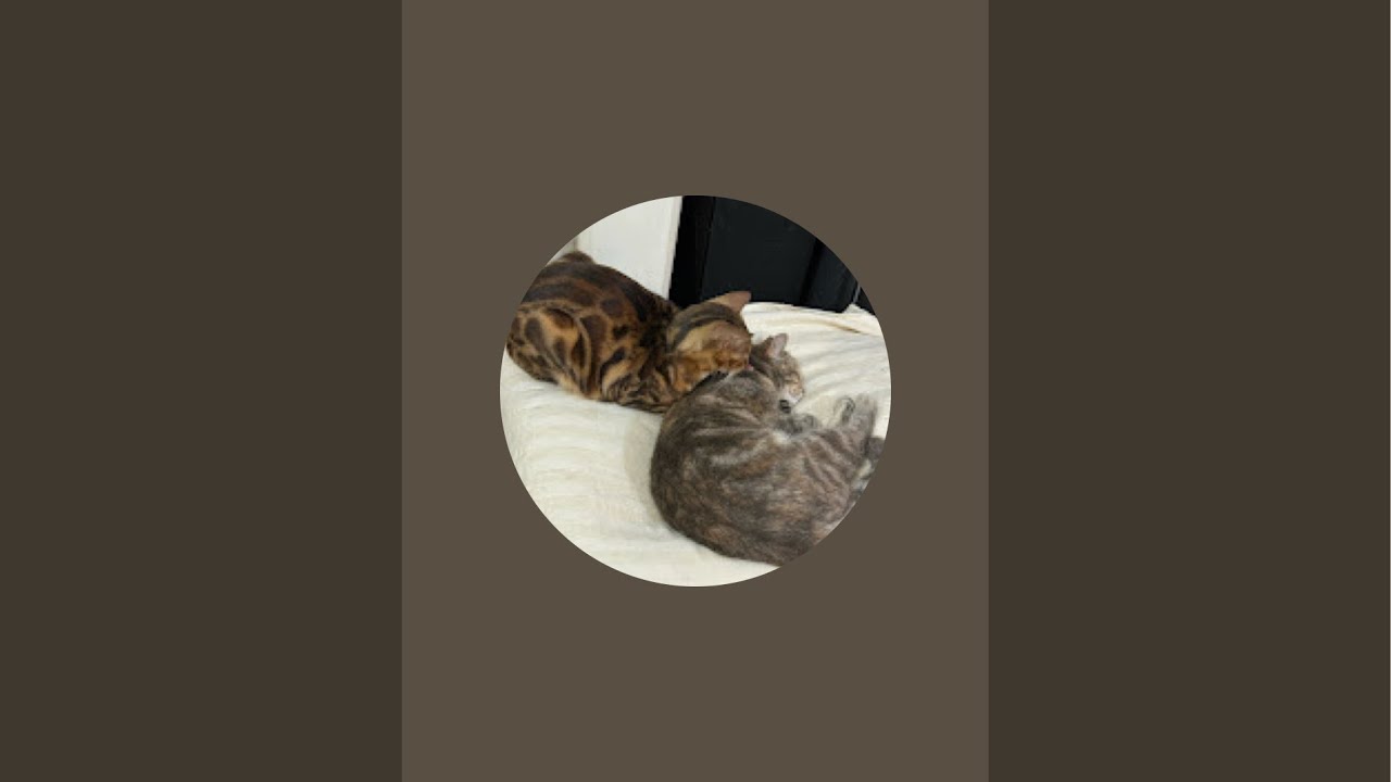 cute cats