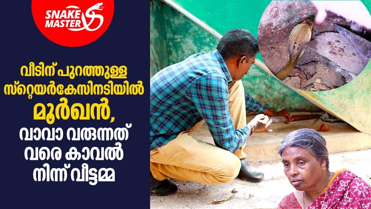വീടിന് പുറത്തുള്ള സ്റ്റെയര്‍കേസിനടിയിൽ മൂർഖൻ,വാവാ വരുന്നത് വരെ കാവൽ നിന്ന് വീട്ടമ്മ|SnakemasterEP752