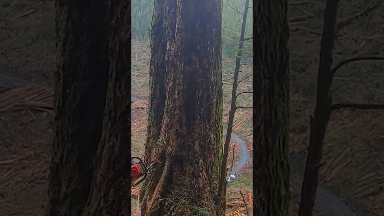 Cut down a 700 year old oak tree 