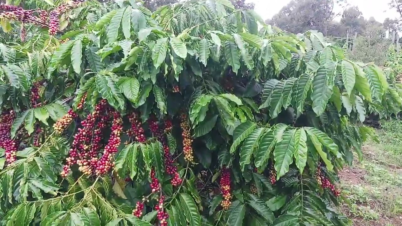 vườn cà TR4 (138 ) đẹp trĩu trái  tại thôn. đức bình. xã đức mạnh.