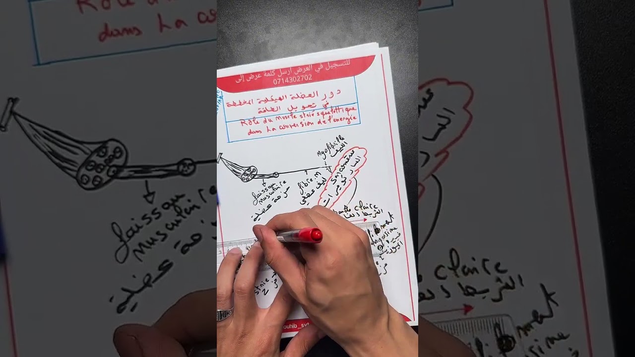 الاستعداد الوطني 🚨 مراجعة درس العضلة la muscle #bac2024