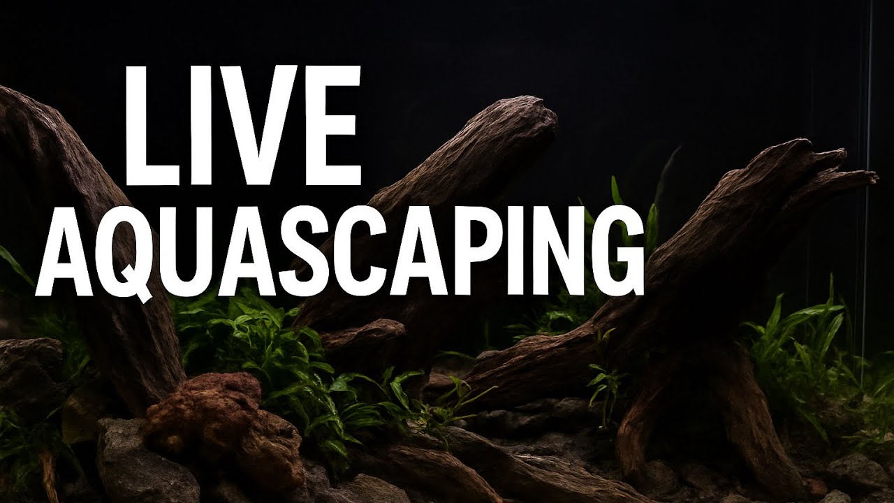 Aquascaping LIVE: Building a Nature Aquarium from Scratch (Hamilton Workshop)
