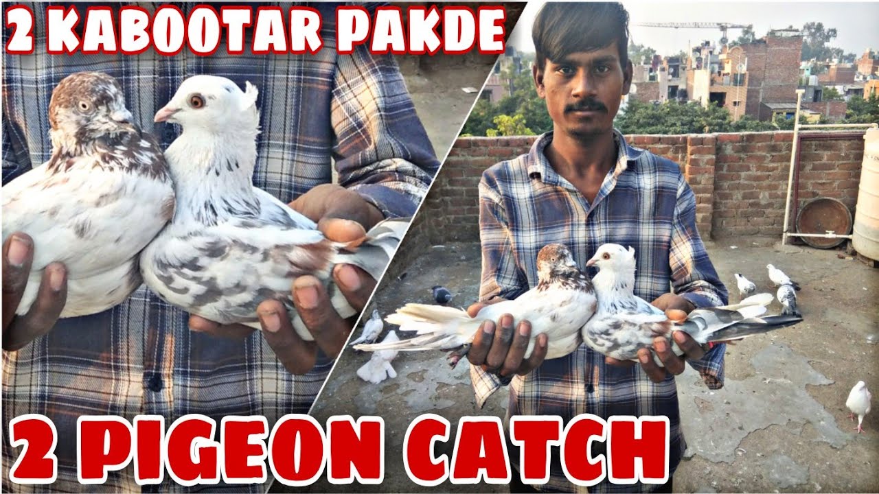 2 kabutar pakda catch kabutar video | Delhi white pigeons pigeon kabootar pakda