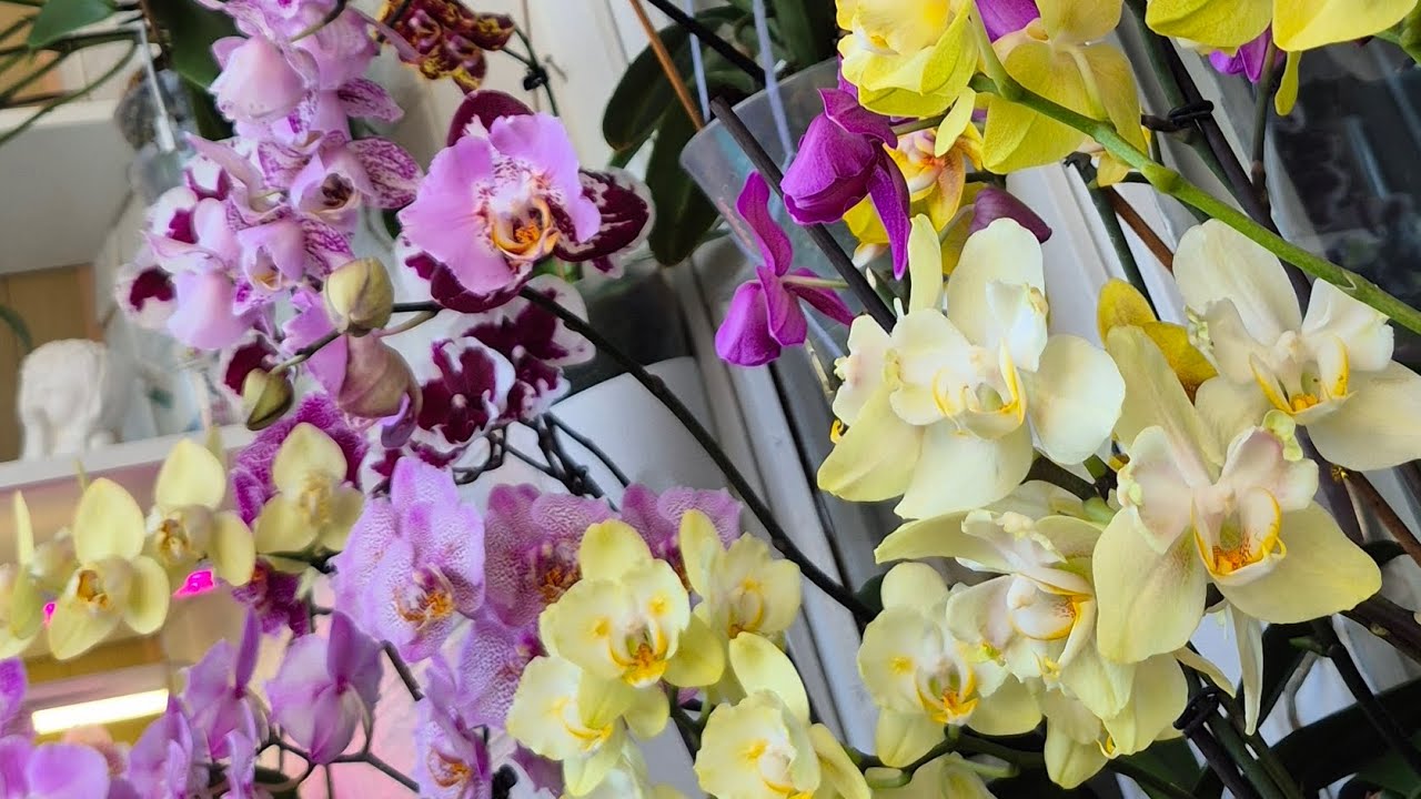 Трошки тут, трошки там — і вже квіткове свято☺️🌺🌿#orchids #орхідеї#фаленопсис#хойя