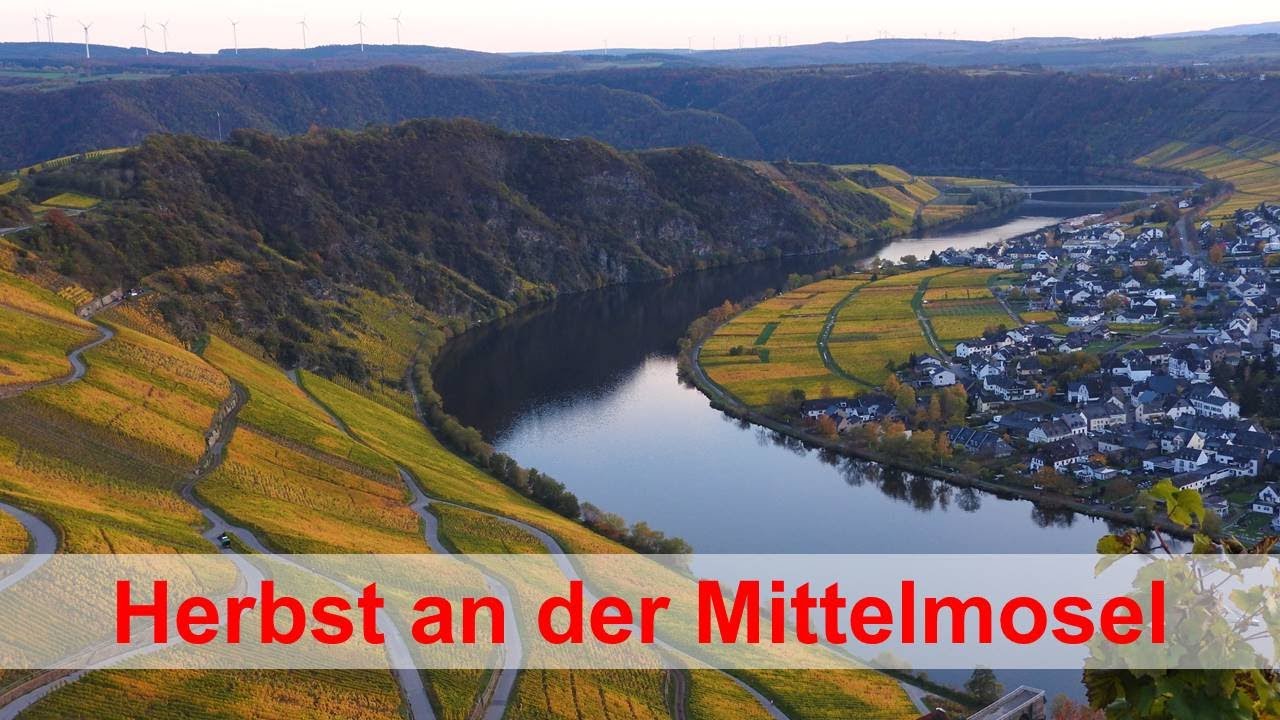 Herbst an der Mosel - goldene Weinberge so weit das Auge reicht