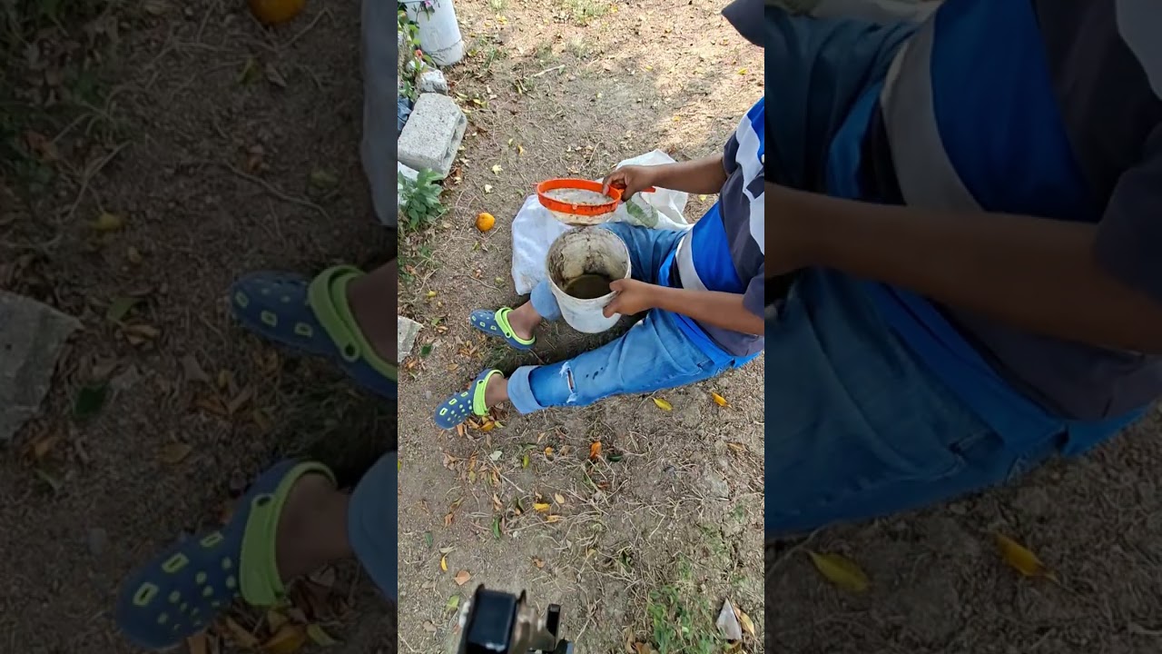 Extracción de semilla  y puesta a germinacion de la naranja de cucho para patron de injerto 