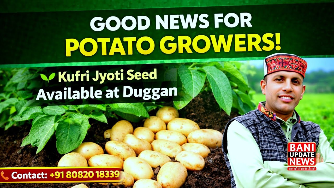 Good News for Potato Growers: Kufri Jyoti Seed Available at Duggan || Contact +91 8082018339 