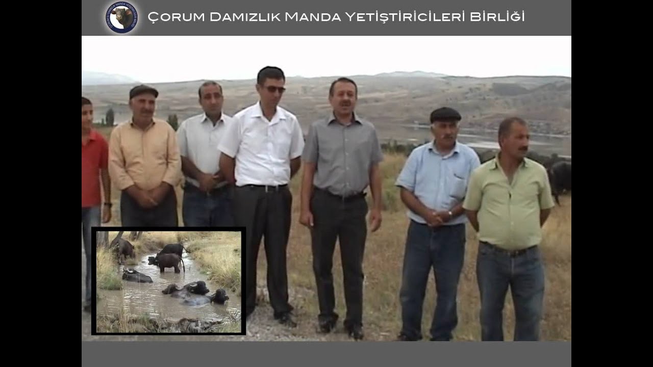 Çorum Damızlık Manda Yetiştiricileri Birliği