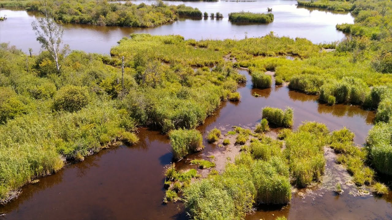 1. Die Bedeutung der Moore