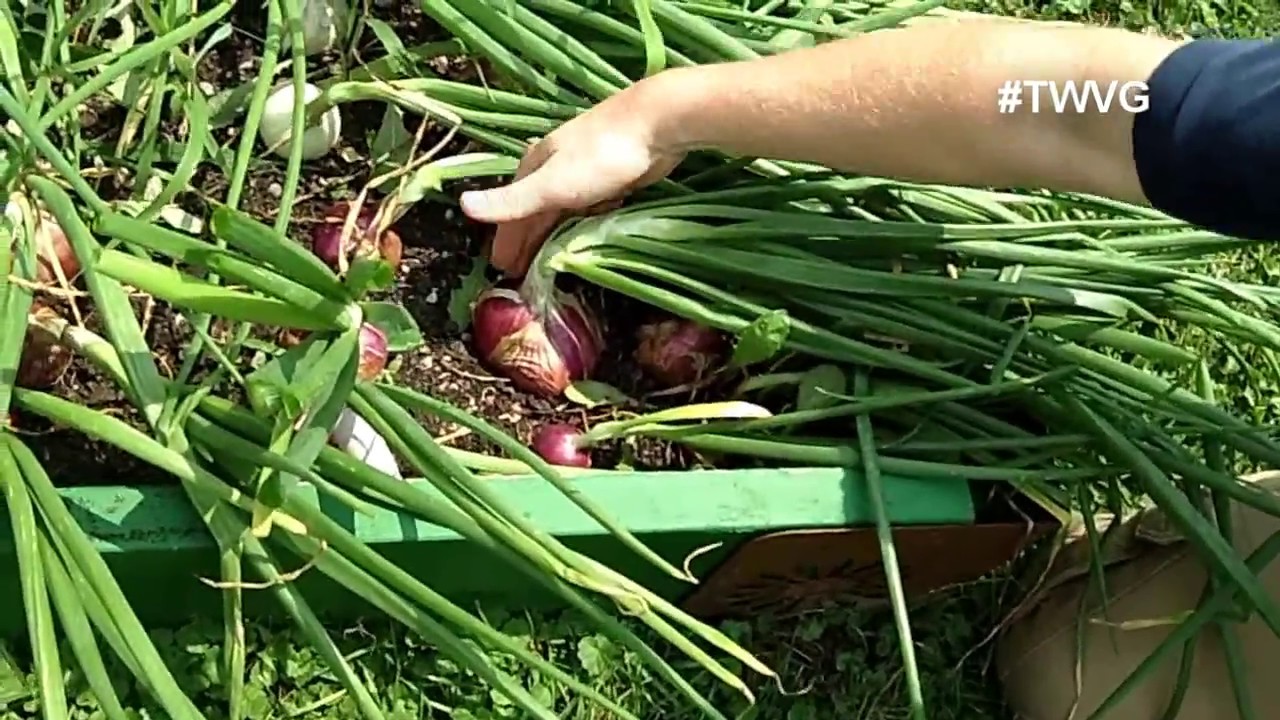 Does Topping Onions Really Help Bulb Size Straight to The Point The Wisconsin Vegetable Gardener