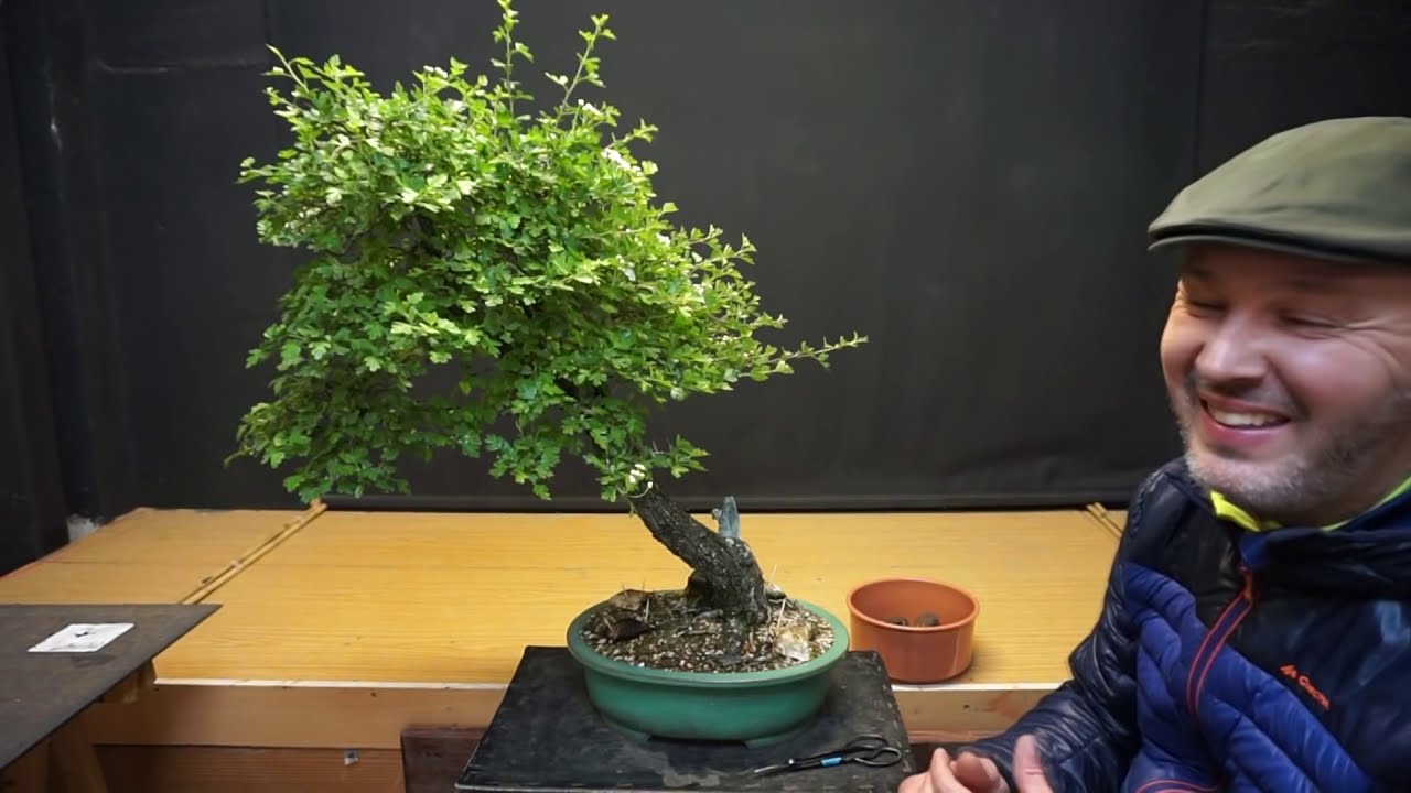 abonado con tamahis caseros y pinzado del crataegus
