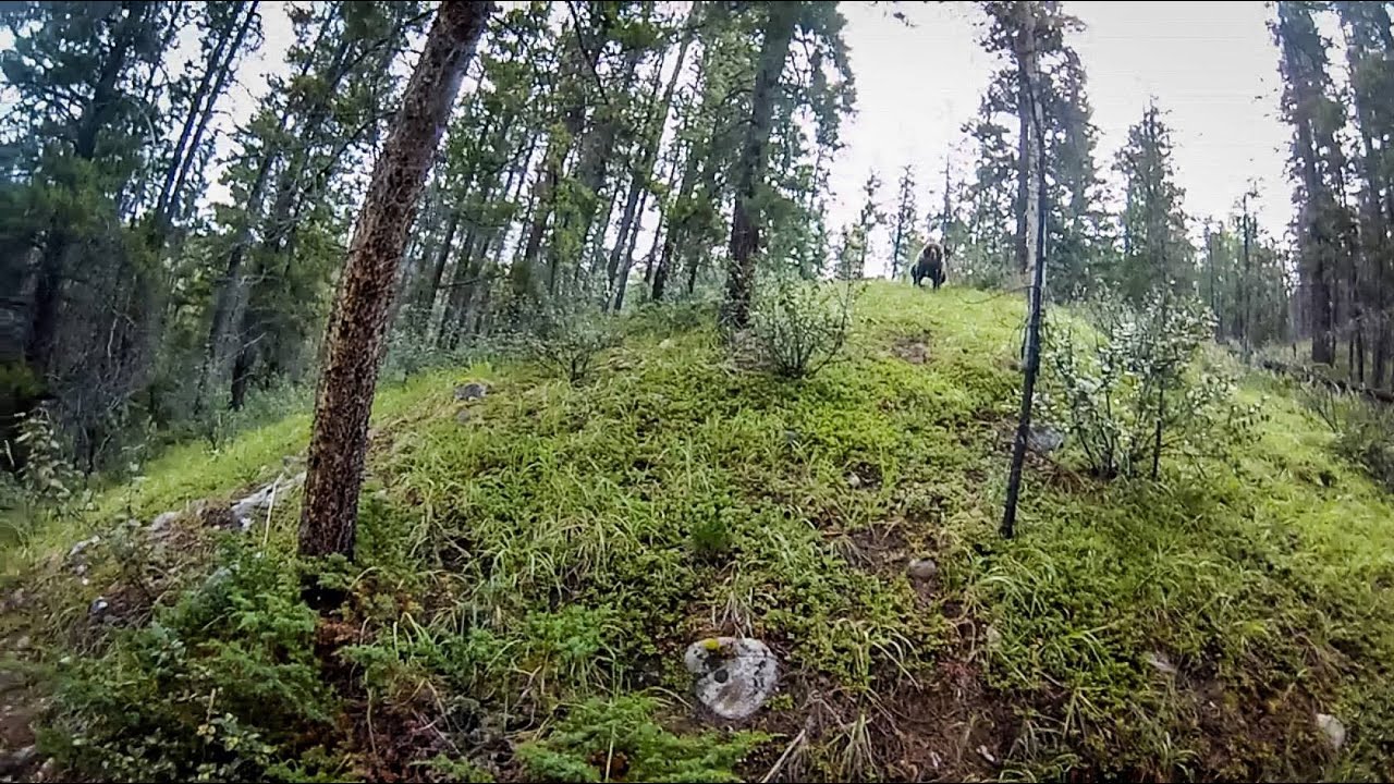 Grizzly Bear Charge in Jasper