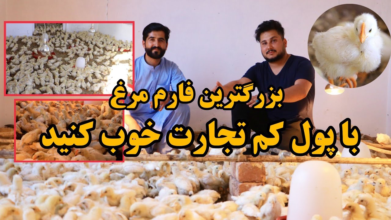 فارم مرغ|با پول کم فارمدار شوید در مورد فارم داری از انجنیر خالد وردک بیاموزید-biggest chicken farm