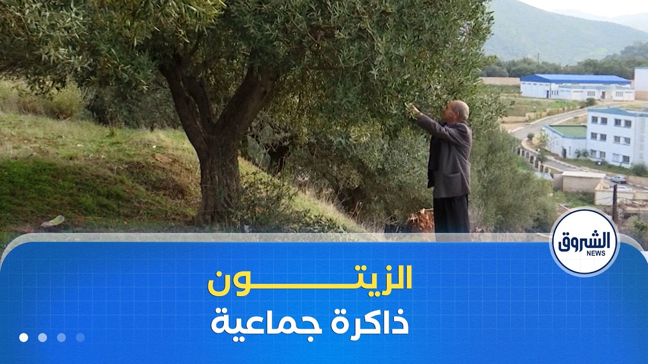 ريبورتاج | زيتون الأرض..حكاية صبر وعطاء
